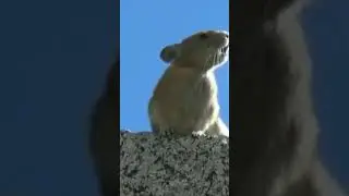 Хомяк Фредди Меркьюри