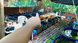 Kuha tayo ng GUPPIES sa ating mini Farm