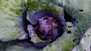 From Farm to You: Cabbage