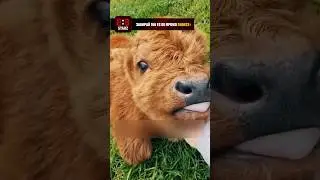 Телёнок заменил мужчине собаку 🐂❤️ 