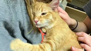 CATS Actually Love Their Humans, Here are the Proofs