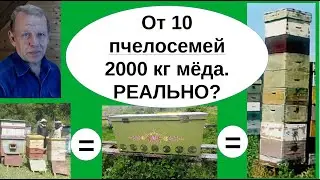 От 100 кг мёда с зимовалой пчелосемьи получают профессиональные пчеловоды. Бизнес пасека на сотке.