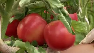 Низкорослый томат для открытого грунта