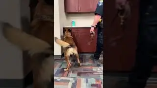 A K9 Demo!