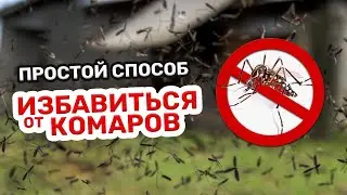Как избавится от комаров и мух на участке 