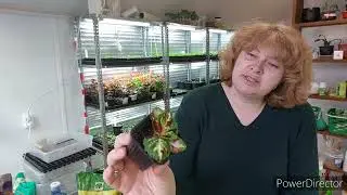 Сезон открыт. Выращиваем из семян #цветы  для нашего сада. #бегонияизсемян #петуния #колеус #garden