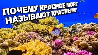 ПОЧЕМУ КРАСНОЕ МОРЕ НАЗЫВАЕТСЯ КРАСНЫМ? САМОЕ СОЛЕНОЕ МОРЕ В МИРЕ В КОТОРОМ НЕ ВОЗМОЖНО УТОНУТЬ