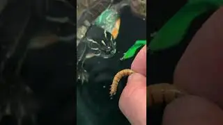 Feeding live worms to my turtles