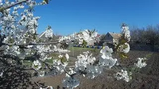 Лето на пасеке и наши медоносы Запорожского края