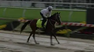 Kentucky Derby winner Mystik Dan trains for the Preakness Stakes