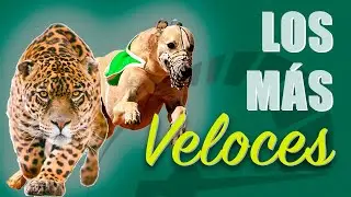 LOS ANIMALES MÁS RAPIDOS DEL MUNDO - ¿CUÁL ES EL ANIMAL MÁS VELOZ DEL MUNDO?