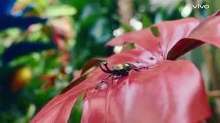 vivo X50 Series | 60X Hyper Zoom