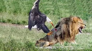 When King Of The Grasslands Confronts King Of The Sky To Protect His Cubs! Lion Vs Eagle