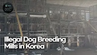 Dog breeding mills in Korea, which breed puppies like factories only for money | Undercover Korea