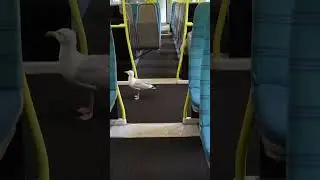 Seagull on a Train! The sequel to Snakes on a Plane. 😂