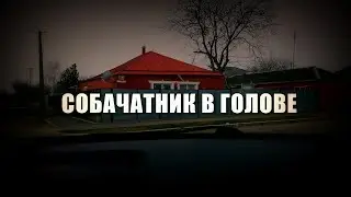 Влог.  Сабочатник в голове