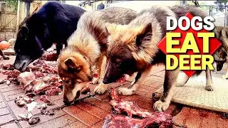 Dog Pack Eats Deer Carcass - Alpha Dog Maintains Order