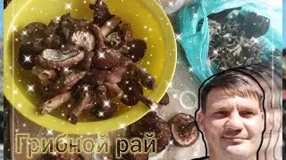 Грибной рай. Поход за грибами.