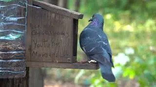 Ещё про умного голубя / More about the smart pigeon