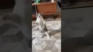 #cutecat #cat #cats #catlover #catvideos #catlovers #catshorts #funnycats #funnyvideos #cute #shorts