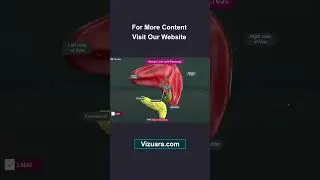 Human liver with pancreas || 3D overview ||