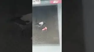 Ворона и Хрен🤪