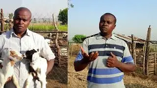 Five important things to consider when starting a goat farming business - 2023