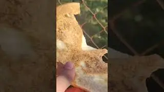 A cute cow runs to the bread/ Кушать подано! Корова летит к хлебу!🐮🐮🐮🐄😂😂😂