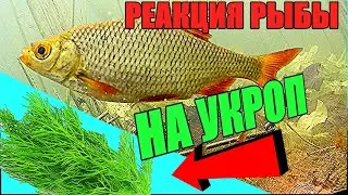 Опустил под воду СУШЕНЫЙ УКРОП. Реакция рыбы. Подводная съёмка.