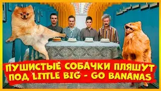 ПУШИСТЫЕ СОБАЧКИ ПЛЯШУТ ПОД LITTLE BIG - GO BANANAS