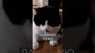 Кот думает, что съел ЛАЗЕРНУЮ точку