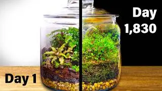 Forest Terrarium After 5 Years of Life in a Jar