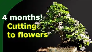 Little Leaf Lilac cutting flowering the same year! How to expertly propagate Bonsai tree species.