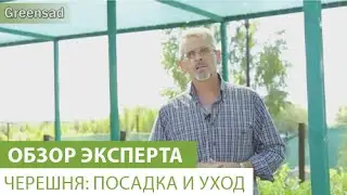 Черешня: посадка и уход