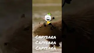 Ca Py Ba Ra #shorts #capybara #capybara song