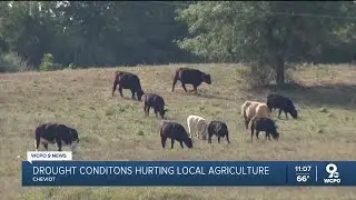 Drought conditions hurting Ohio agriculture