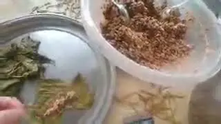 @mekikoyaci köyde karışık sarma sarıyoruz ailecek sarma sarmak güzel yayınından 14:09 - 19:09 arası