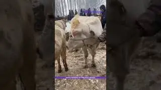 На скотном рынке Жайылского района животновод попросил за корову 190 000 сомов