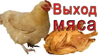 Какой выход мяса у птицы?