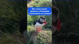 Хотите отправиться в Исландию?