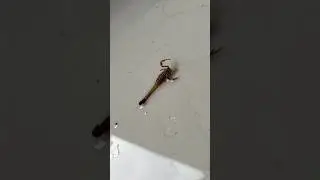 Скорпион на пороге дома 😱