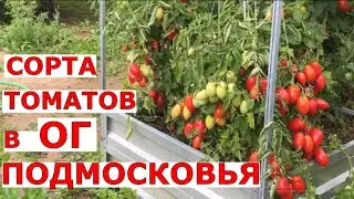 Обзор томатов в открытом грунте 13 новых сортов
