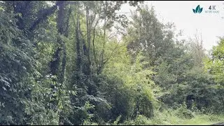 Journey along a forest trail