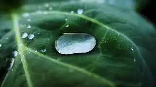 4K Leaf | Kale | Collard | Cabbage Leaf | Free Stock Video Footage