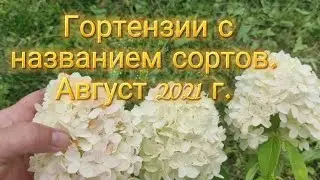 Гортензии в августе с названием сортов. Как они меняют цвет.Устойчивые сорта.