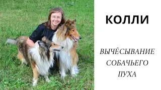 КОЛЛИ // вычёсывание собачьего пуха для прядения // collie dog