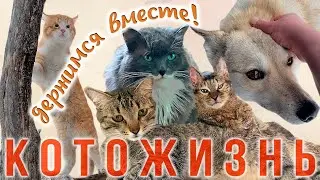 ДЕРЖИМСЯ ВМЕСТЕ! 😻КОТОЖИЗНЬ!