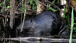 16.05.2016 - Eirāzijas bebrs - Обыкновенный бобр - Eurasian beaver (Castor fiber)