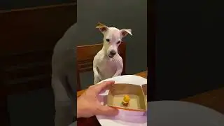 Dog Gets Angry on Receiving Miniature Burger