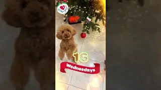 Cute Dog Dancing to Jingle Bells  🐶🔔16 Wednesdays until Christmas  Cute Dog Dancing  #cutedog
